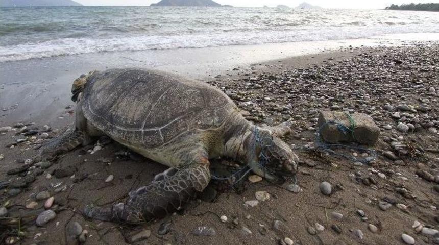 Yeşil Deniz Kaplumbağasına İşkence