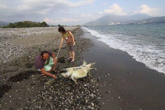 Yeşil Deniz Kaplumbağasına İşkence 1