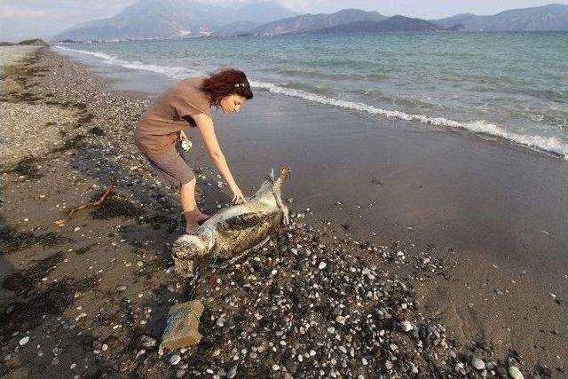Yeşil Deniz Kaplumbağasına İşkence 2
