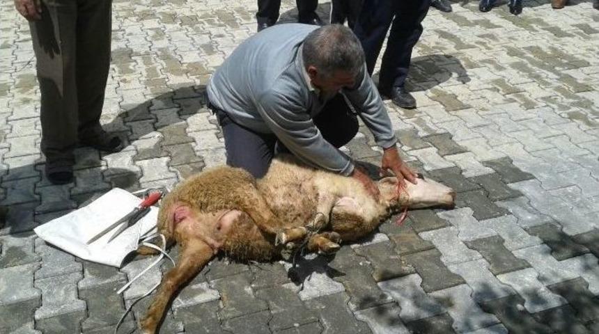 G&ouml;kırmak Mahallesi, Parkeyle Tanışmayı Kurban Keserek Kutladı