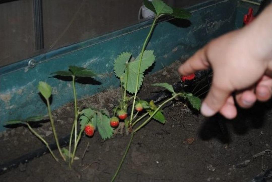 Akıllı Serada El Değmeden &Uuml;r&uuml;n Yetiştirdiler