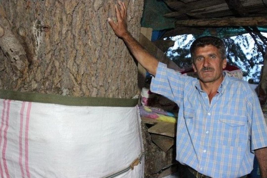 (&ouml;zel Haber) 25 Yıldır Ağa&ccedil; Evinde Yaşıyor