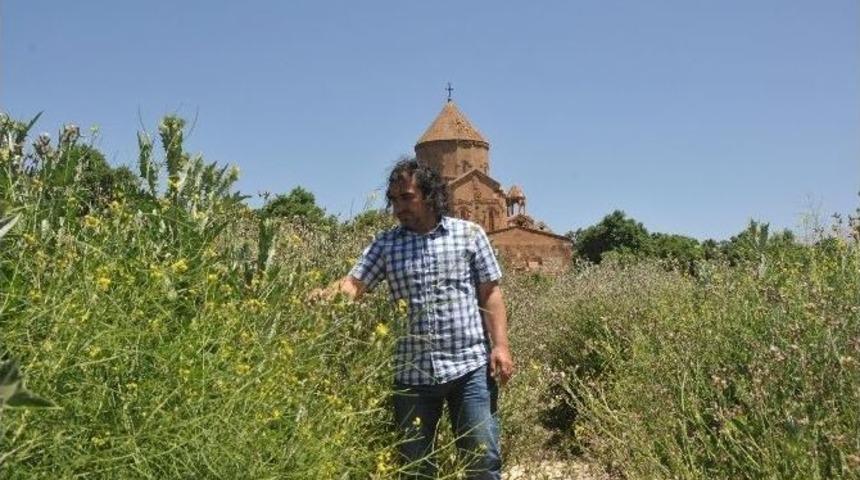 Tavşanlar Gitti Ada Yeşillendi