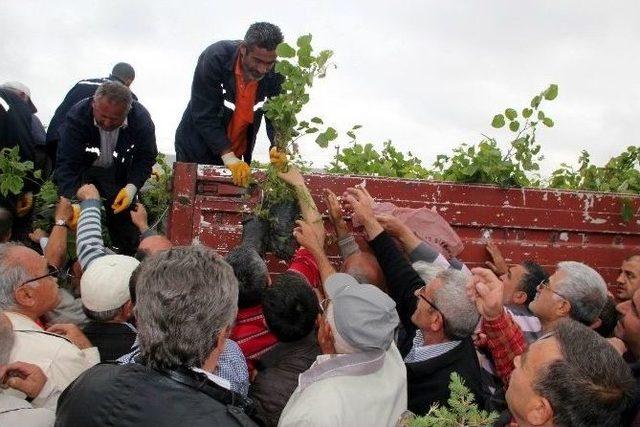 Nevşehir’de Külliye Anısına Fidan Dağıtımına Başlandı