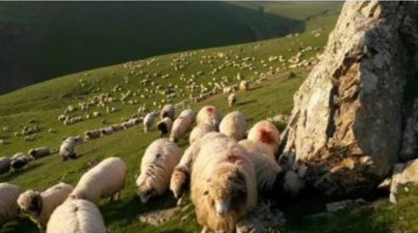 Ordu&rsquo;da Koyunculuk Ayağa Kalktı