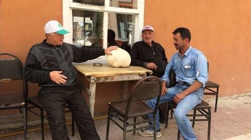 Yenipazar&rsquo;da Basketbol Topu B&uuml;y&uuml;kl&uuml;ğ&uuml;nde Dev Mantar Şaşırttı