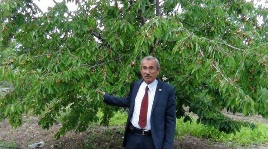 Yağmur Kiraz Hasadını Ge&ccedil;iktirdi