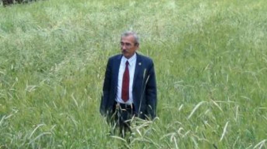 Hububatta Y&uuml;ksek Rekolte Beklentisi