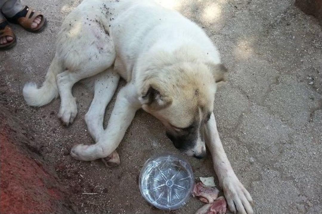 Ayağı Kırılan K&ouml;peğe Veterinerler Bakmayınca Ortopedi &Ccedil;alışanı Tedavi Etti