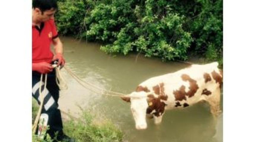 Su Kanalına D&uuml;şen İneği İtfaiyeciler Kurtardı