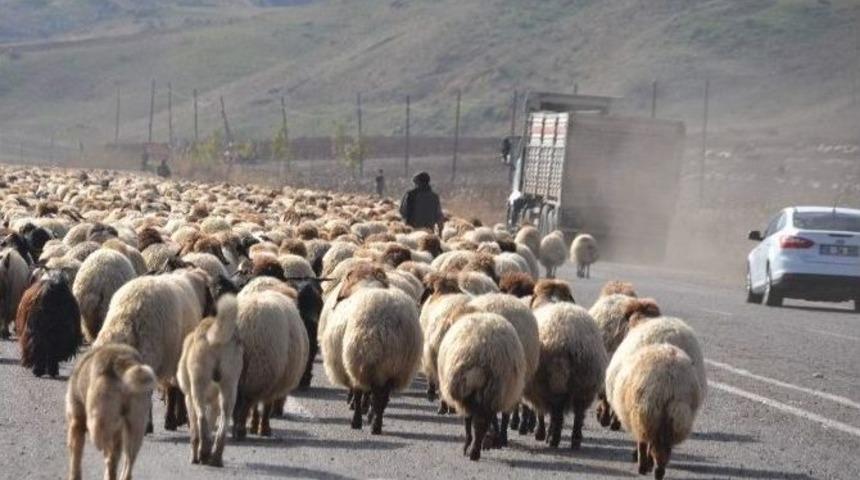 Hayvanların S&uuml;r&uuml; Halinde Karayoluna İnmesi S&uuml;r&uuml;c&uuml;lere Zor Anlar Yaşattı