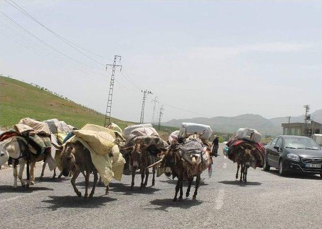 Hayvanların S&uuml;r&uuml; Halinde Karayoluna İnmesi S&uuml;r&uuml;c&uuml;lere Zor Anlar Yaşattı 1