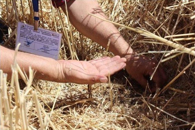 Silopi’de Buğday Hasadı Başladı 1