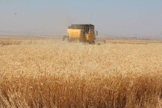 Silopi’de Buğday Hasadı Başladı 2