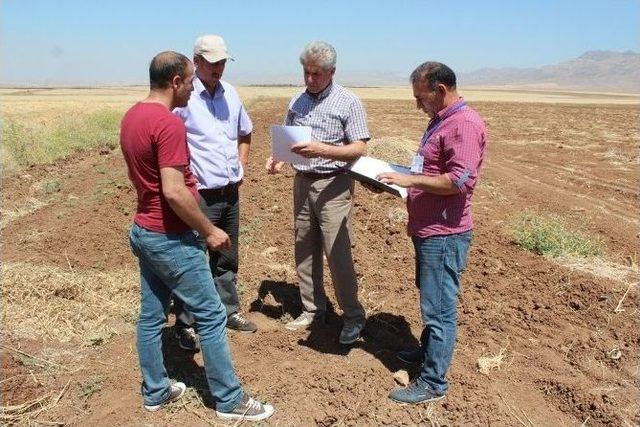 Silopi’de Buğday Hasadı Başladı 3