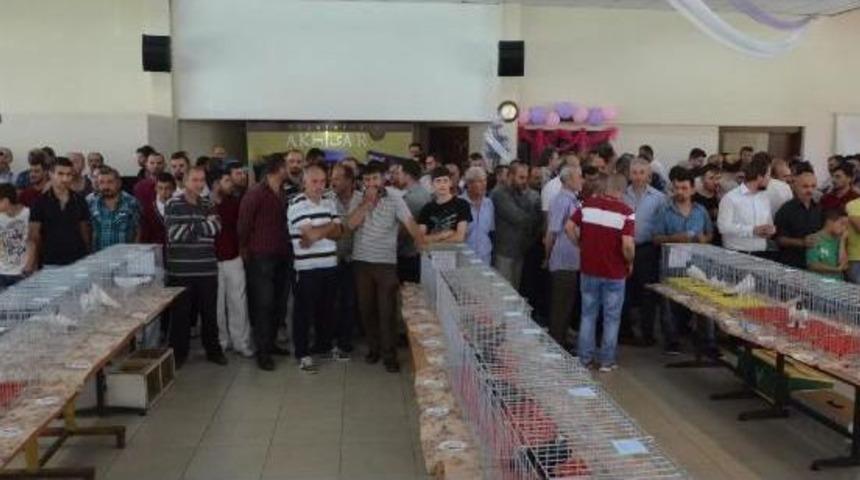 Akhisar'da En G&uuml;zel G&uuml;vercinler Se&ccedil;ildi