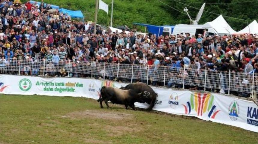 Kafkas&ouml;r&rsquo;De Boğalar Arenada, Seyirciler Trib&uuml;nde Kapıştı