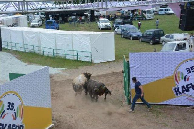 Kafkas&ouml;r&rsquo;De Boğalar Arenada, Seyirciler Trib&uuml;nde Kapıştı 1