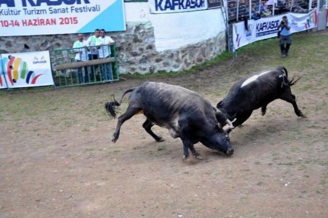 Kafkas&ouml;r&rsquo;De Boğalar Arenada, Seyirciler Trib&uuml;nde Kapıştı 3