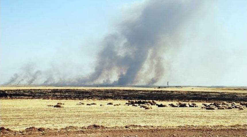 Anız Yangınları Doğal Hayatı Tehdit Ediyor