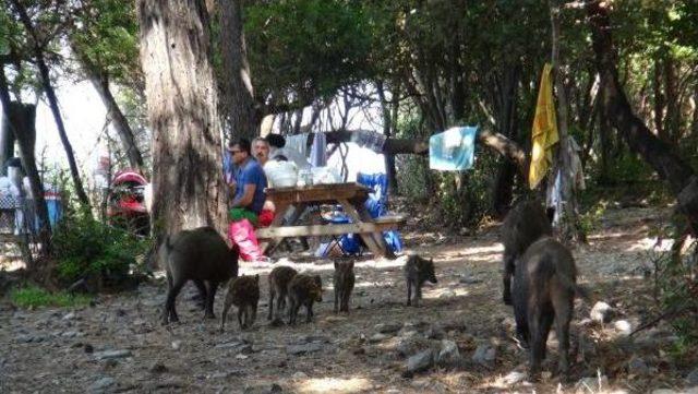 Kuşadası'nda Yaban Domuzları Piknik Alanlarına Indi