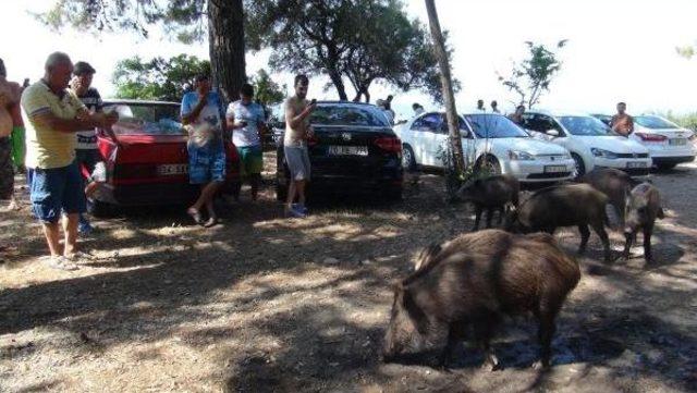 Kuşadası'nda Yaban Domuzları Piknik Alanlarına Indi