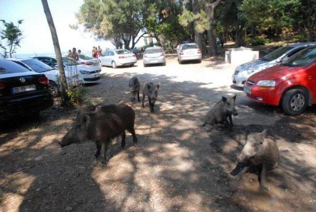 Kuşadası'nda Yaban Domuzları Piknik Alanlarına Indi