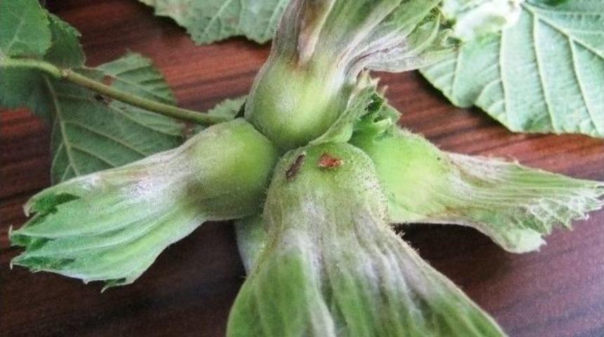 Fındıkta K&uuml;llenme Hastalığı İle M&uuml;cadele Uyarısı