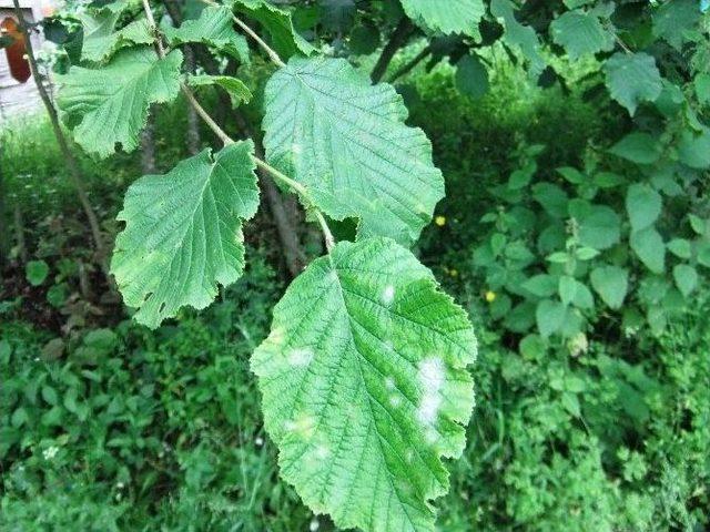 Fındıkta K&uuml;llenme Hastalığı İle M&uuml;cadele Uyarısı 1