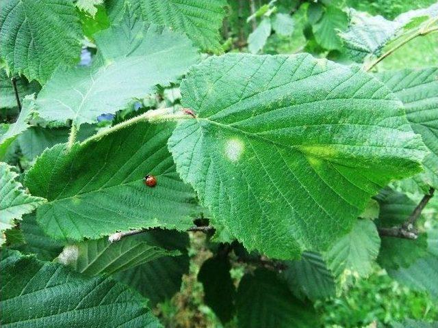 Fındıkta K&uuml;llenme Hastalığı İle M&uuml;cadele Uyarısı 2