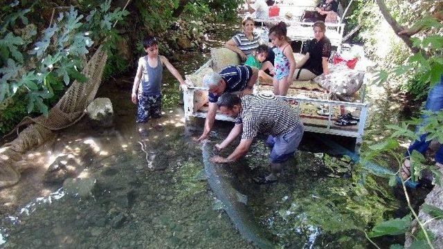 60 Kilogramlık Balığa Yoğun İlgi