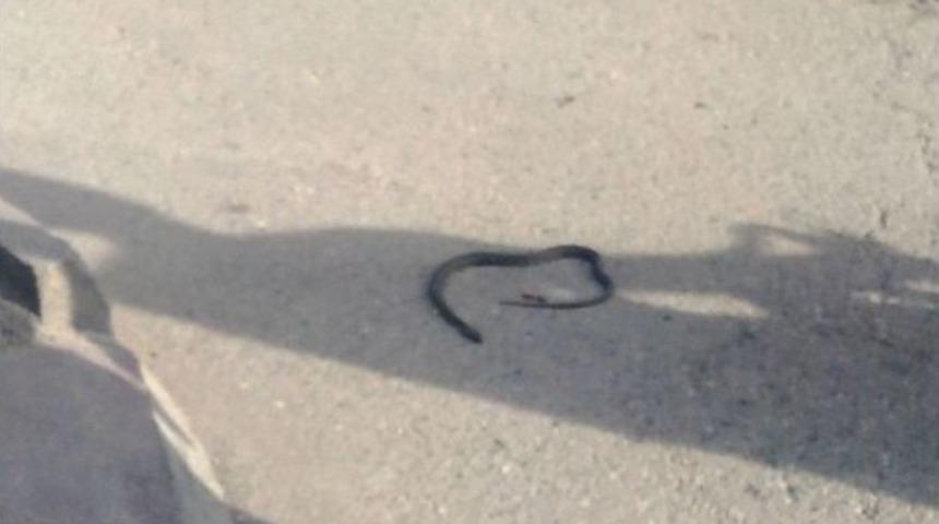 Şehir Merkezinde G&ouml;r&uuml;len 1 Metrelik Yılan Korkuttu