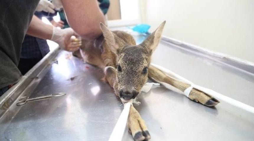 Karaca Yavrusunu K&ouml;peklerin Ağzından K&ouml;yl&uuml;ler Aldı