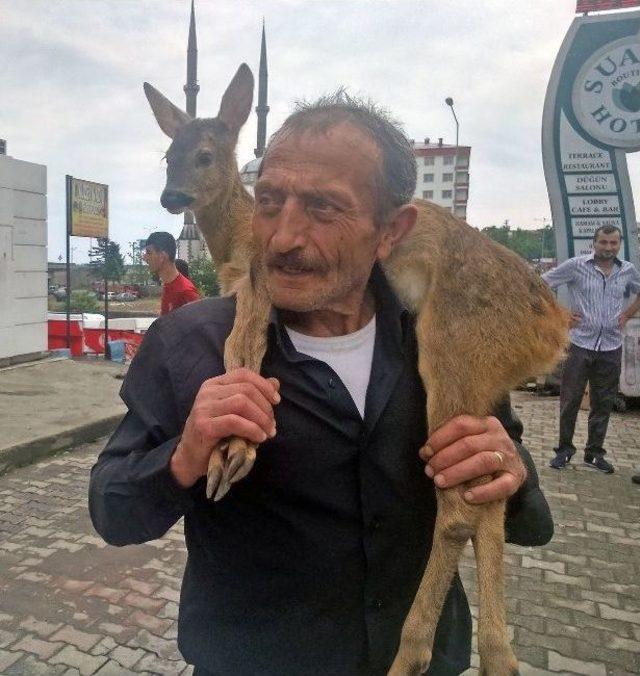 Karaca Yavrusunu Köpeklerin Ağzından Köylüler Aldı