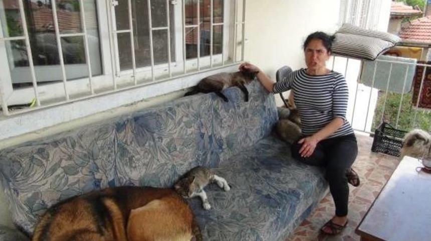 Evinde 200 Kedi Ve 20 K&ouml;peğe Bakıyor