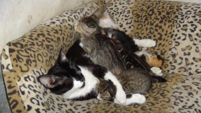 Evinde 200 Kedi Ve 20 Köpeğe Bakıyor 3