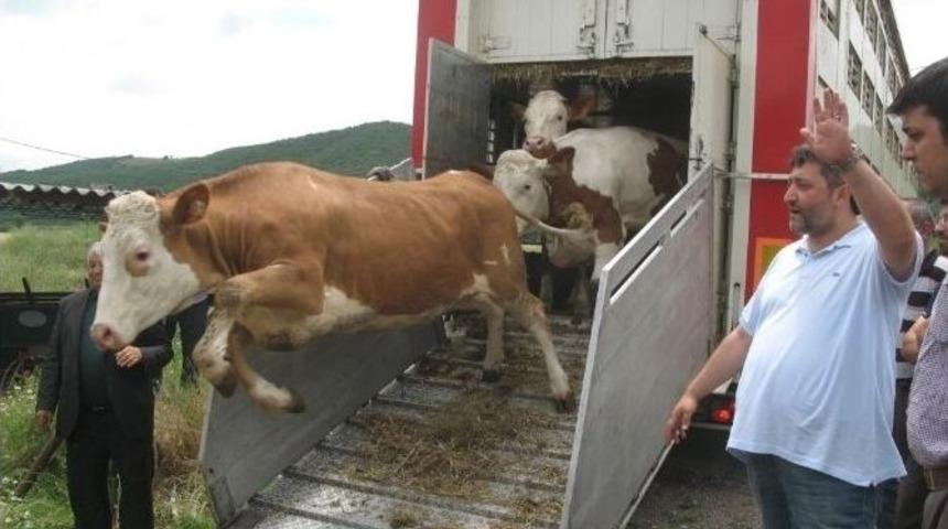 Niksarlı S&uuml;t &Uuml;reticilerine Hayvan Desteği