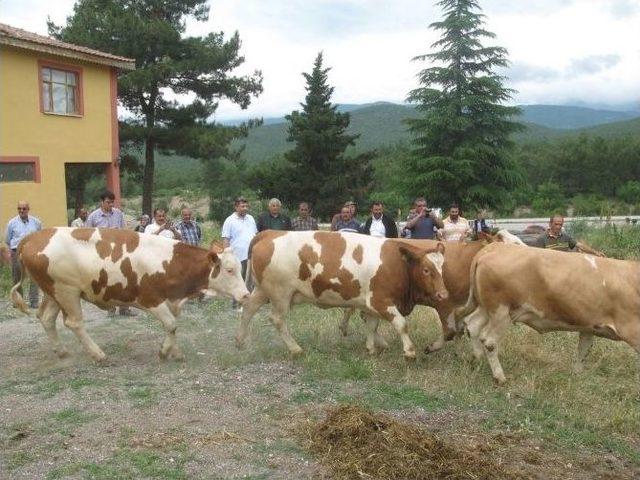 Niksarlı Süt Üreticilerine Hayvan Desteği 1