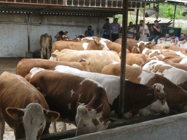 Niksarlı Süt Üreticilerine Hayvan Desteği 2