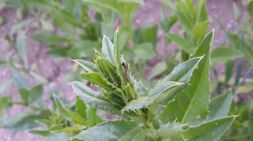 Aspir Üreticisine Tırtıl Ve Kurt Uyarısı