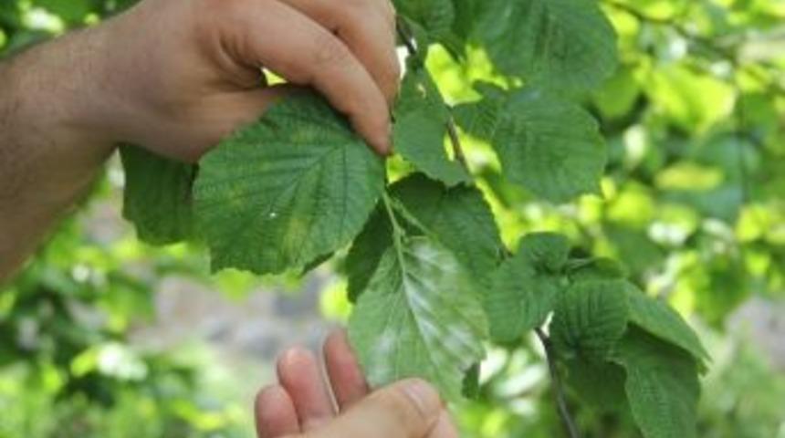 Fındıkta K&uuml;lleme Hastalığına Karşı M&uuml;cadele