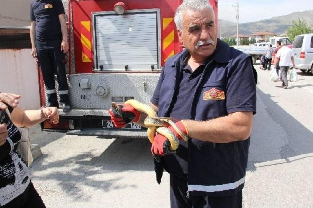 Erzincan&rsquo;da Yılan Korkusu