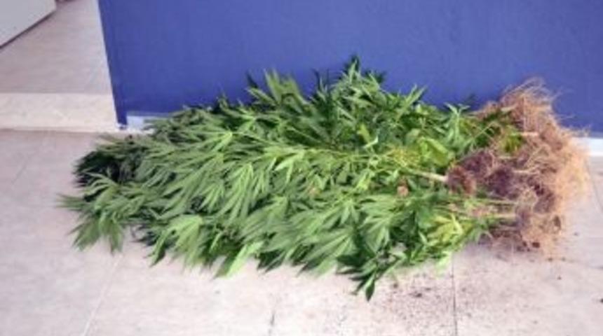 Dat&ccedil;a Polis Zehir Tacirlerini G&ouml;z A&ccedil;tırmadı