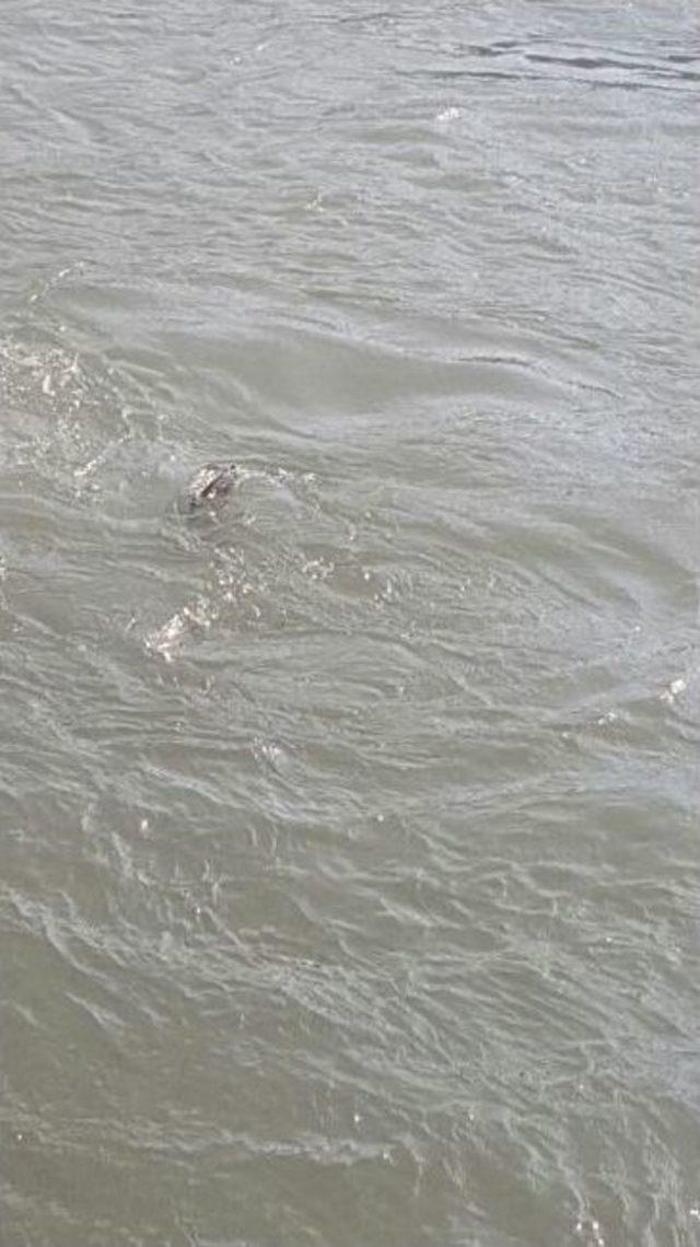 Sulama Kanalına D&uuml;şen Baba İle Oğlu Bulunamadı 2