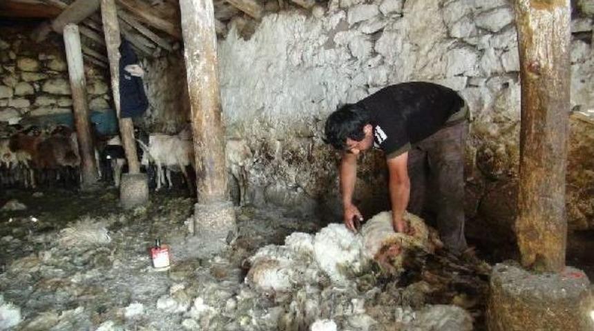 K&ouml;yde Koyun Kırkma Zamanı