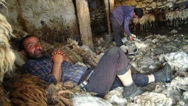 K&ouml;yde Koyun Kırkma Zamanı 1