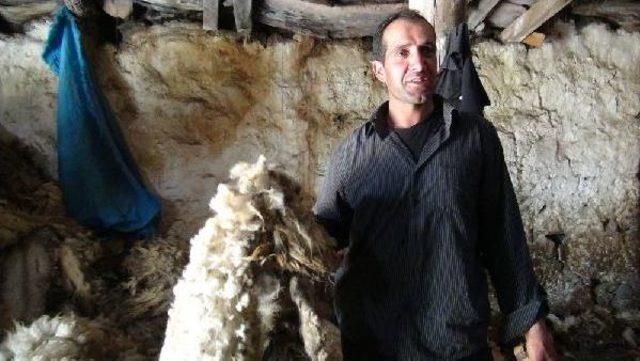 K&ouml;yde Koyun Kırkma Zamanı 2