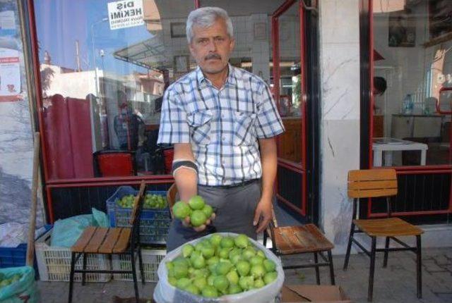 Hava Şartlarının Vurduğu 'ilek' El Yakıyor