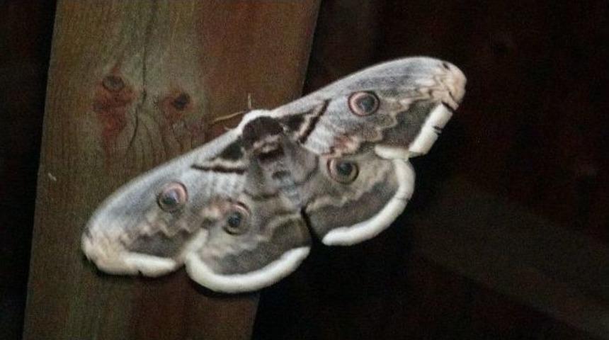 Dev Kelebek G&ouml;renleri Hayrete D&uuml;ş&uuml;rd&uuml;