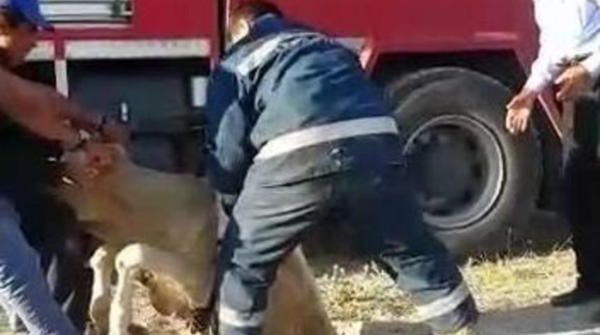 Kuyuya D&uuml;şen İnek İtfaiye Ekipleri Tarafından Kurtarıldı